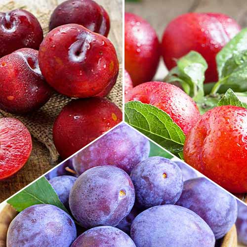 Puikus pasiūlymas! Slyvų trio, 3 sodinukų rinkinys interface.image 1 interface.art 5674