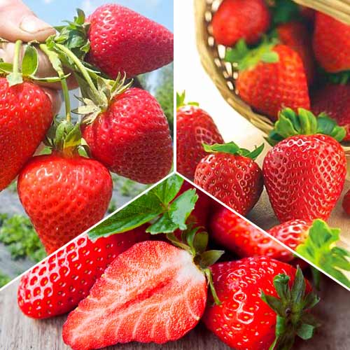 Puikus pasiūlymas! Remontantinės braškės, 3 rūšių rinkinys interface.image 1 interface.art 5416