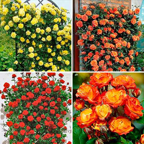 Puikus pasiūlymas! Rožės Tango, 4 sodinukų rinkinys interface.image 1 interface.art 5213