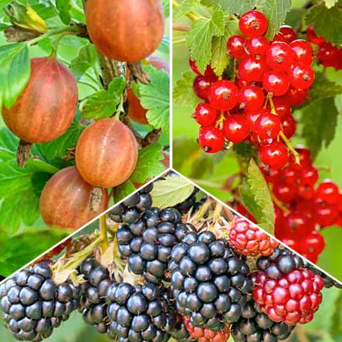 Puikus pasiūlymas! Uogų rinkinys Multivitaminai, 3 sodinukų rinkinys interface.image 1 interface.art 5848