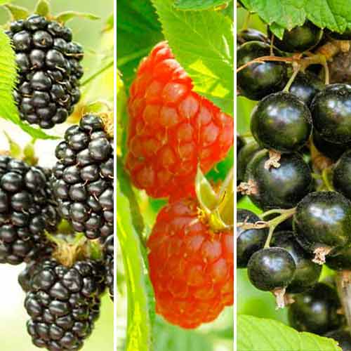 Puikus pasiūlymas! Uogų rinkinys Smoothie, 3 sodinukų rinkinys interface.image 1 interface.art 5847