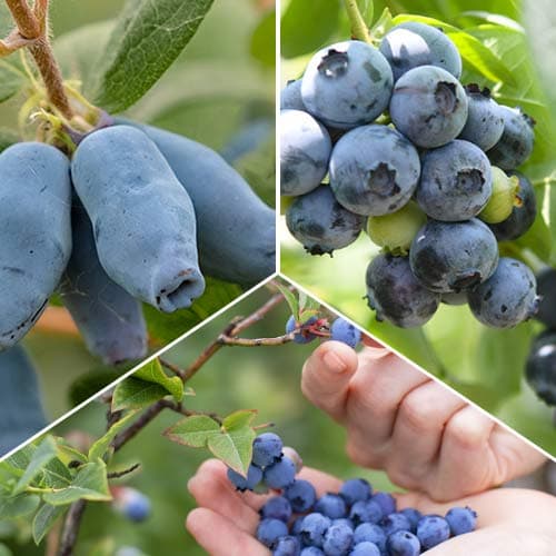 Puikus pasiūlymas! Uogų saldainių rinkinys, 3 sodinukų rinkinys interface.image 1 interface.art 9338