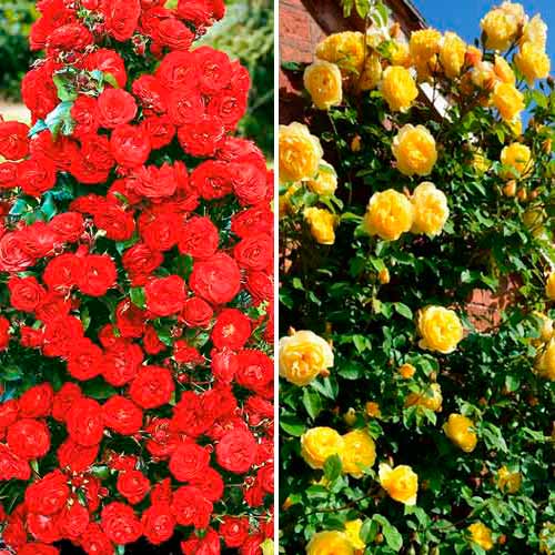 Puikus pasiūlymas! Vijoklinės rožės Duo, 2 sodinukų rinkinys interface.image 1 interface.art 3699