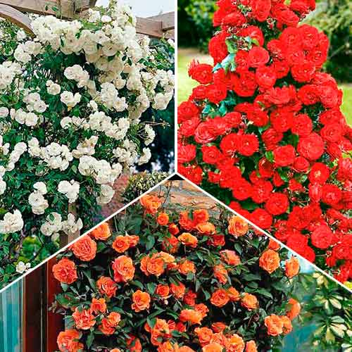 Puikus pasiūlymas! Vijoklinės rožės Trio, 3 sodinukų rinkinys interface.image 1 interface.art 3647