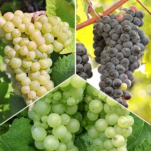 Puikus pasiūlymas! Vynuogės Top, 3 sodinukų rinkinys interface.art nuotrauka 1 Puikus pasiūlymas! Vynuogės Top, 3 sodinukų rinkinys interface.image 1 interface.art 5574