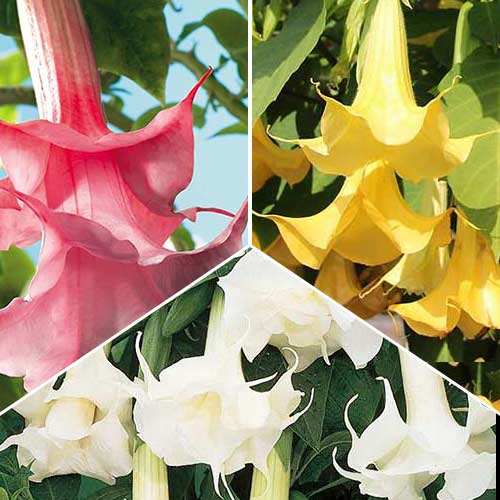 Puikus rinkinys! Brugmansija (Angel), 3 vnt rinkinys interface.image 1 interface.art 76658