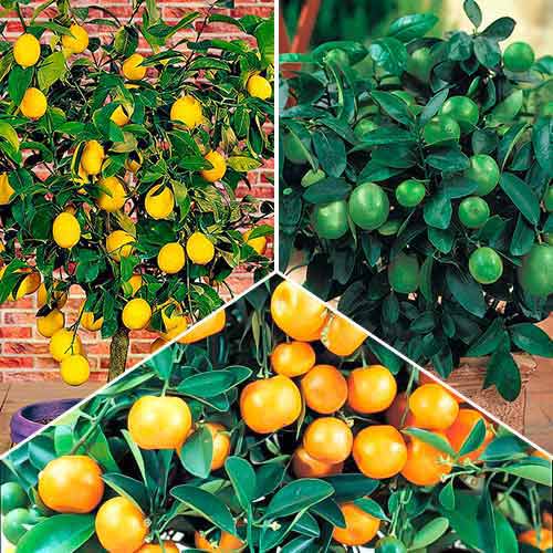 Puikus rinkinys! Egzotiškas rinkinys, 3 vnt. interface.image 1 interface.art 76660