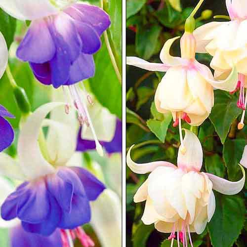 Puikus rinkinys! Fuksijų rinkinys 2 vnt. interface.image 1 interface.art 76708