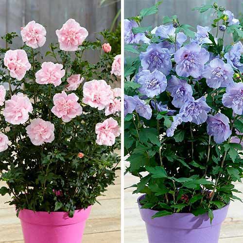 Puikus rinkinys! Kinrožė Chiffon rinkinys 2vnt. interface.image 1 interface.art 76661