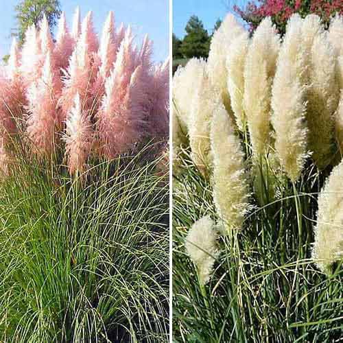 Puikus rinkinys! Pampų žolės rinkinys 2 vnt. interface.image 1 interface.art 76680