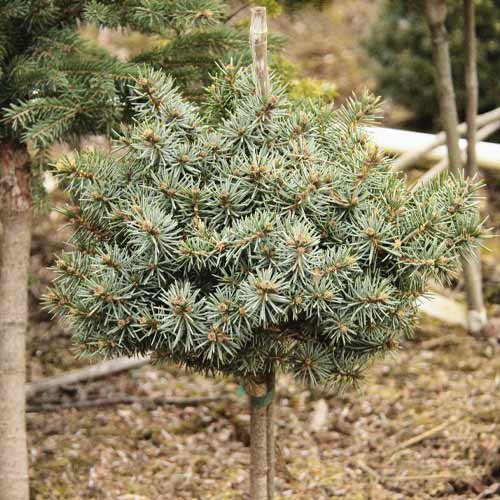 Pušis Blue Ball, C4 interface.image 1 interface.art 8250