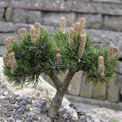 Pušis Himalaya Jacobsen, C4 interface.image 1 interface.art 8251