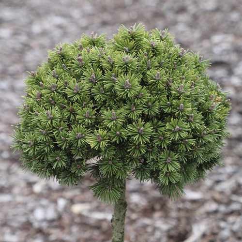 Pušis Himalaya Minikin, C5 interface.image 1 interface.art 8252