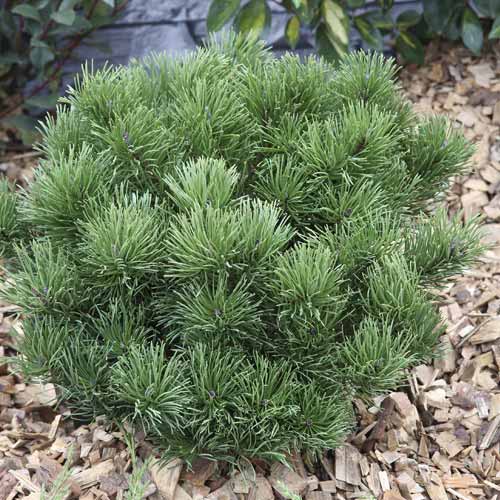 Pušis Himalaya Pumillio, C2 interface.art nuotrauka 1 Pušis Himalaya Pumillio, C2 interface.image 1 interface.art 7748