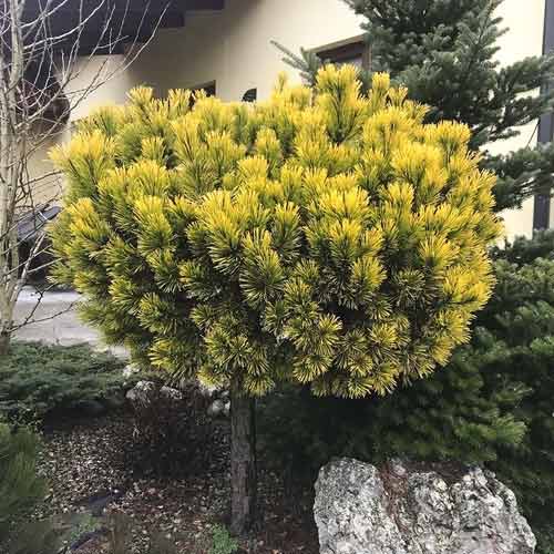 Pušis Himalaya Wintergold, C4 interface.image 1 interface.art 8254