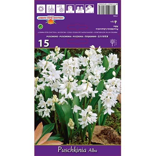 Puškinija Alba interface.image 1 interface.art 67444