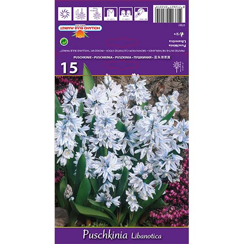 Puškinija Libanotica interface.image 1 interface.art 67677