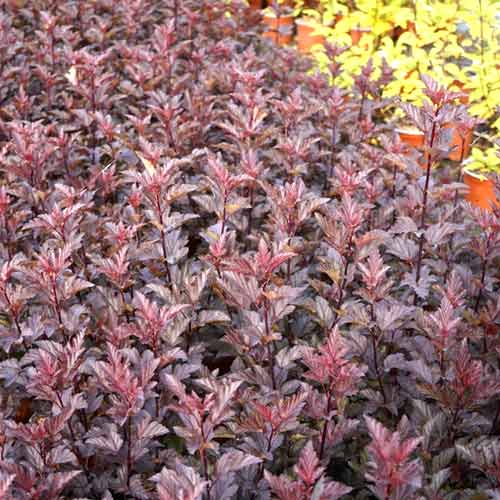 Pūslenis putinalapis Armadillo, С3 interface.art nuotrauka 1 Pūslenis putinalapis Armadillo, С3 interface.image 1 interface.art 8561