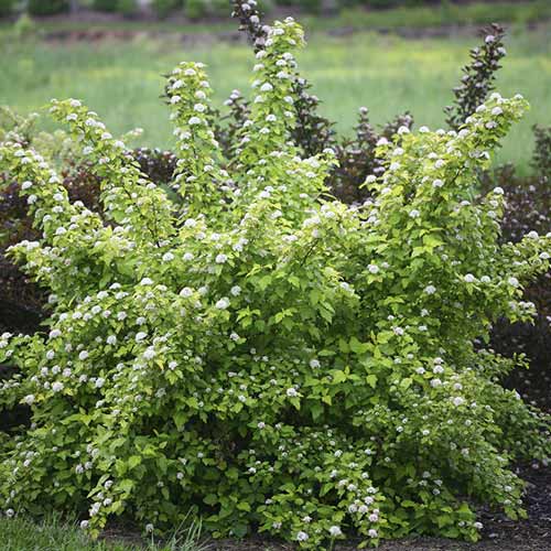 Pūslenis putinalapis Dart's Gold, C3 interface.image 1 interface.art 7726