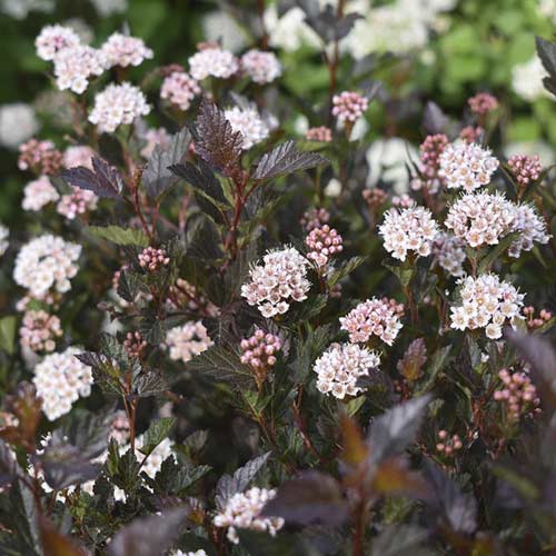 Pūslenis putinalapis Little Devil ® PBR, С3 interface.image 1 interface.art 8562