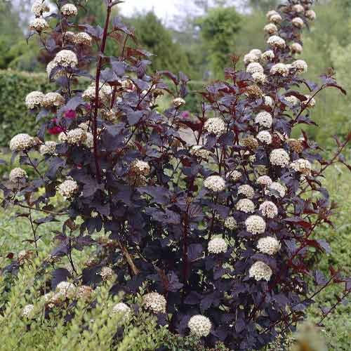 Pūslenis putinalapis Summer Wine ® PBR, С3 interface.image 1 interface.art 8563