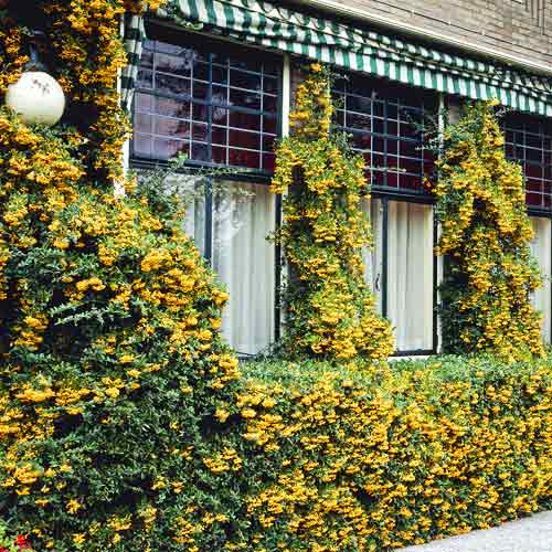 Pyracantha Golden Charmer, C3 interface.art nuotrauka 1 Pyracantha Golden Charmer, C3 interface.image 1 interface.art 7727