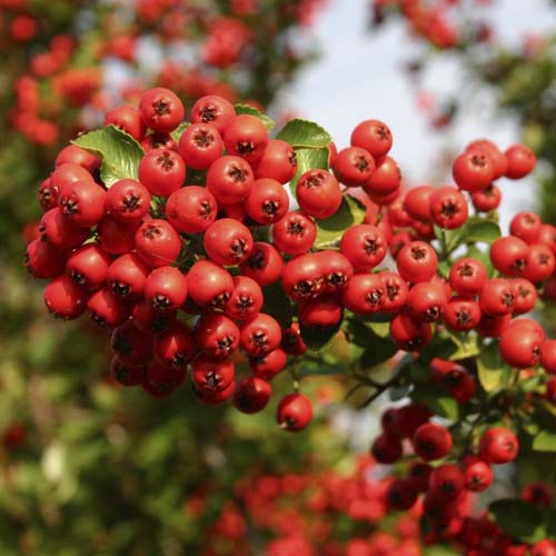 Pyracantha Red Column, С2 interface.image 1 interface.art 8571