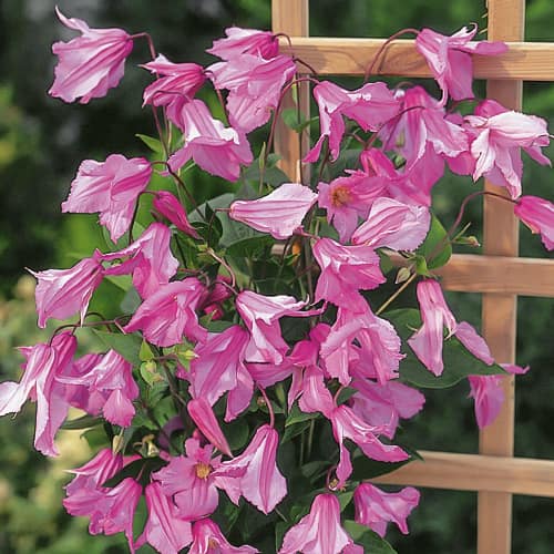 Raganė Clematis Alionushka, С2 interface.art nuotrauka 1 Raganė Clematis Alionushka, С2 interface.image 1 interface.art 1550