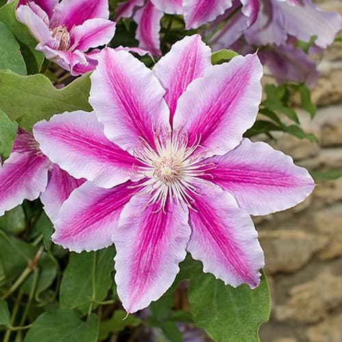 Raganė Clematis Bees Jubilee, C2 interface.image 1 interface.art 9661