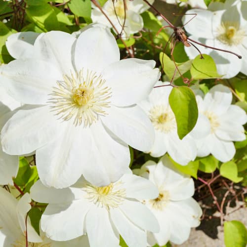 Raganė Clematis Guernsay Cream interface.art nuotrauka 1 Raganė Clematis Guernsay Cream interface.image 1 interface.art 4122