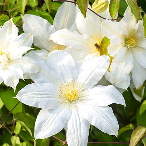 Raganė Clematis Lemon Chiffo, P9 interface.art nuotrauka 1 Raganė Clematis Lemon Chiffo, P9 interface.image 1 interface.art 4120