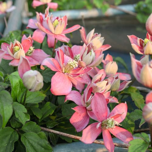 Raganė Clematis Marjorie, P9 interface.image 1 interface.art 5874