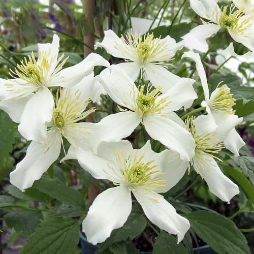 Raganė Clematis Montana Wilsonii interface.art nuotrauka 1 Raganė Clematis Montana Wilsonii interface.image 1 interface.art 1559