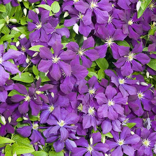 Raganė Clematis Romantica interface.art nuotrauka 1 Raganė Clematis Romantica interface.image 1 interface.art 4763