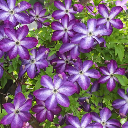 Raganė Clematis Venosa Violacea, Р9 interface.image 1 interface.art 9664