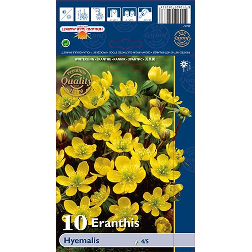 Rannikas Hyemalis interface.art nuotrauka 1 Rannikas Hyemalis interface.image 1 interface.art 68052