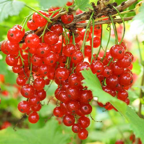 Raudonasis serbentas Jonkheer van Tets, Р9 interface.image 1 interface.art 7601