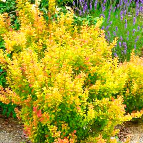 Raugerškis Orange Torch interface.image 1 interface.art 5588