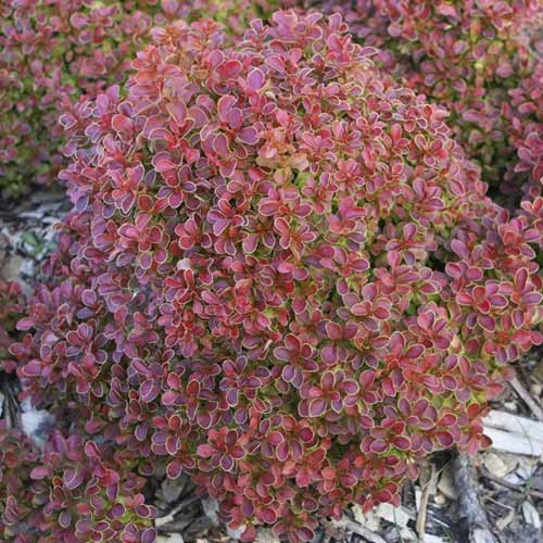 Raugerškis Thunberga Admiration PBR, С2 interface.image 1 interface.art 8505