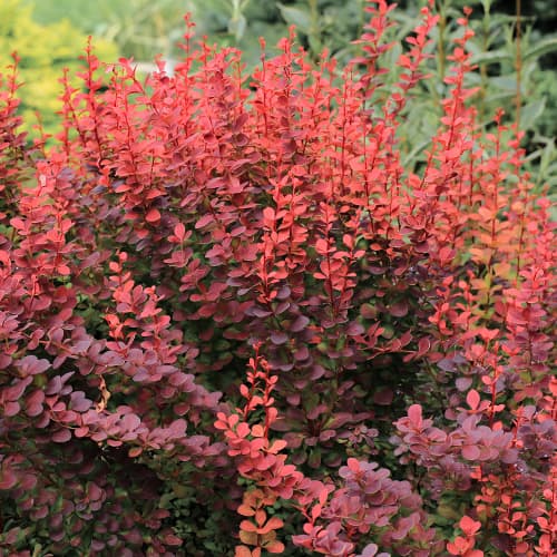 Raugerškis Thunberga Atropurpurea interface.image 1 interface.art 5645