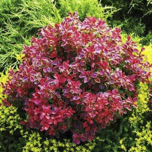 Raugerškis Thunberga Coral PBR, С2 interface.image 1 interface.art 8506