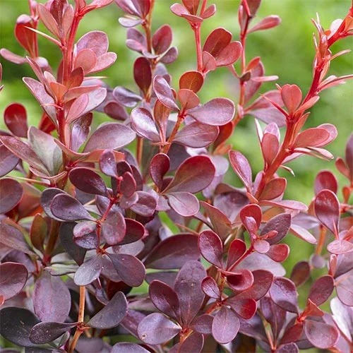 Raugerškis Thunberga Dart's Red Lady, P9 interface.image 1 interface.art 9001