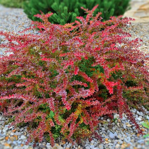 Raugerškis Thunberga Golden Ring, P9 interface.image 1 interface.art 9003