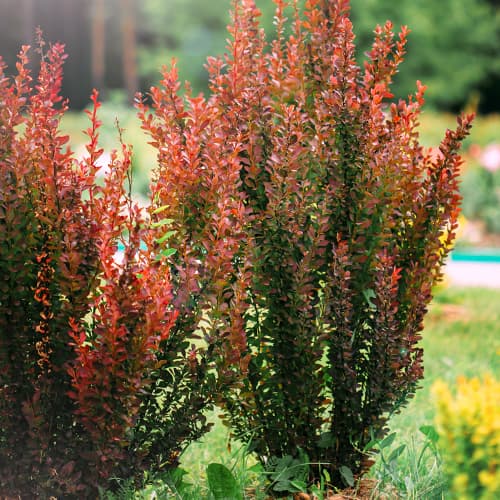 Raugerškis Thunberga Helmond Pillar interface.art nuotrauka 1 Raugerškis Thunberga Helmond Pillar interface.image 1 interface.art 9559