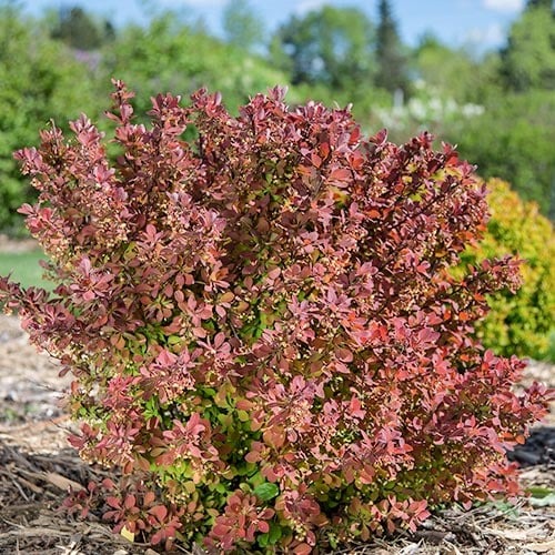 Raugerškis Thunberga Pink Perfection interface.image 1 interface.art 9558