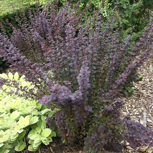 Raugerškis Thunberga Summer Chocolate PBR, С2 interface.image 1 interface.art 8508