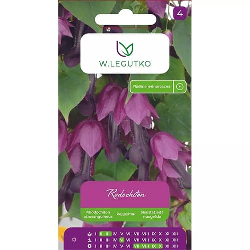 Rhodochiton purple interface.art nuotrauka 1 Rhodochiton purple interface.image 1 interface.art 78628