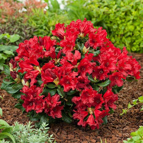 Rododendras Doloroso, C2 interface.art nuotrauka 1 Rododendras Doloroso, C2 interface.image 1 interface.art 1578