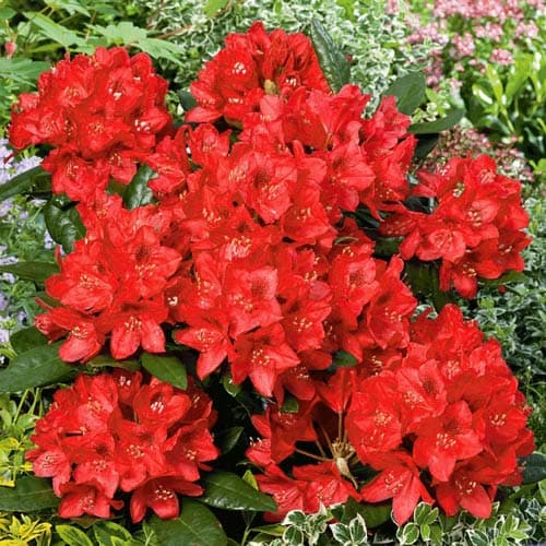 Rododendras Red Jack, P9 interface.art nuotrauka 1 Rododendras Red Jack, P9 interface.image 1 interface.art 9087