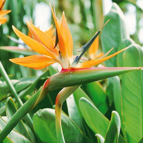 Rojaus Paukštė Strelicija (Strelitzia) interface.art nuotrauka 1 Rojaus Paukštė Strelicija (Strelitzia) interface.image 1 interface.art 76656